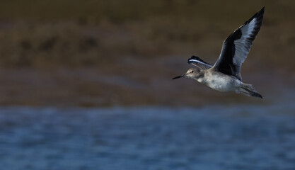 Soaring Willet flies above water of Bolsa Chica, a nature preserve in California