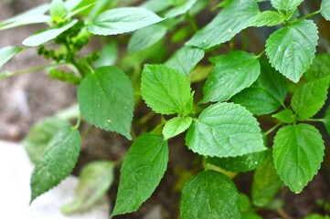 wild nettle leaves that grow in settlements