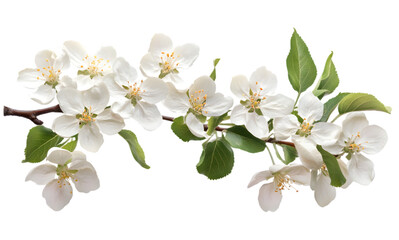 Fototapeta premium Elegant Close-Up of a Branch of White Flowers in Bloom.