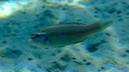 East Atlantic peacock wrasse (Symphodus tinca) undersea, Aegean Sea, Greece, Halkidiki, Pirgos beach