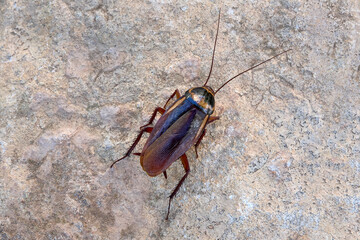 Tote Kakerlake (Australische Schabe - Periplaneta australasiae) Nahaufnahme von oben auf einer marmorierten Steinplatte in Fuerteventura