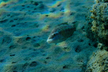 East Atlantic peacock wrasse (Symphodus tinca) undersea, Aegean Sea, Greece, Halkidiki, Pirgos beach