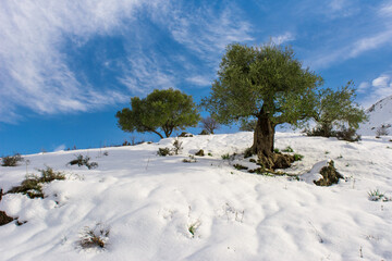 Winter snow mountain cabin panorama. Winter mountain snow forest tree. landscape mountain snow....
