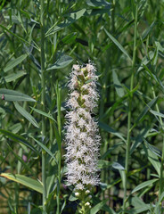 dense blazing star  resp.Liatris spicata 