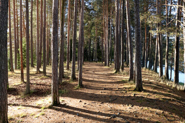 Obraz premium In the forest