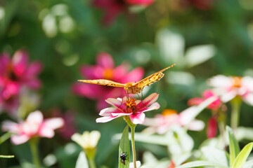 Indian Fritillary sucking nectar from a flower