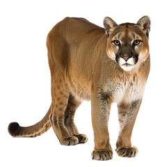 Naklejka premium lion cub panthera leo