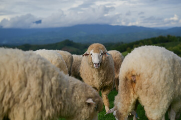 Naklejka premium A sheep from the flock stares directly into the camera, its wooly companions surrounding it, with the soft evening light creating a serene atmosphere.