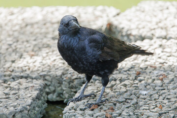 Carrion crow landed on the water's edge