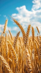 Fototapeta premium Vibrant Golden Wheat in Rural Farmland Scenery