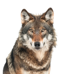 Fototapeta premium wolf isolated on white background