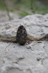 pineapple fruit of autumn tree