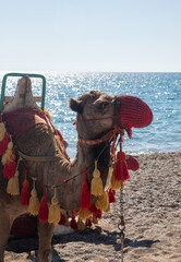 Camel at the beach