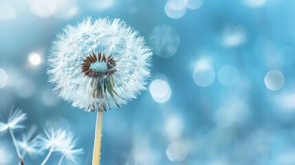 Obraz premium A single dandelion with white seeds against a blue background with bokeh effect.