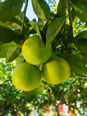Fresh Sweet lime (Mosambi)