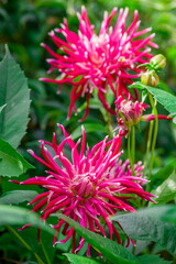 Photo of dahlia flowers in the garden