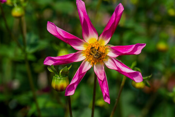 Fototapeta premium Photo of dahlia flowers in the garden