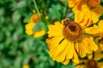 Photo of autumn flowers on natural background