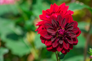Photo of dahlia flowers in the garden