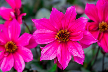 Obraz premium Photo of dahlia flowers in the garden