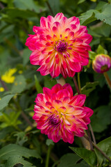 Obraz premium Photo of dahlia flowers in the garden