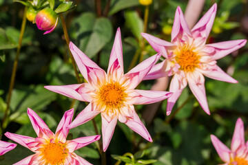 Photo of dahlia flowers in the garden