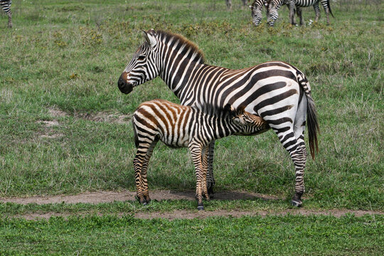 Zebra foal suckles a zebra mare - Powered by Adobe