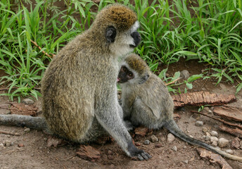 Vervet monkey nursing in Ngorongoro National Park