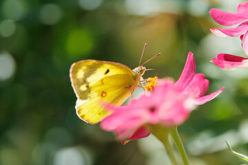 花の蜜を吸うモンキチョウ © yamato