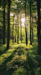 Fototapeta premium Enchanting Forest with Dappled Sunlight