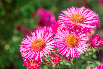 Photo of dahlia flowers in the garden