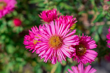 Obraz premium Photo of dahlia flowers in the garden