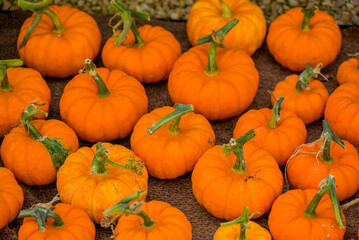 Photo of autumn vegetables in the garden