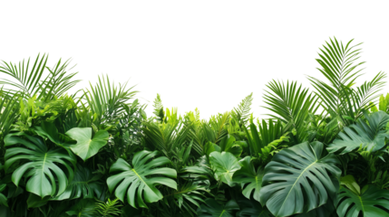 Lush tropical green foliage on transparent background