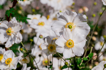 Photo of autumn anemone on natural background