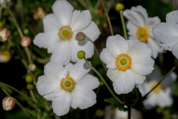 Fototapeta premium Photo of autumn anemone on natural background