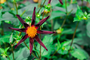 Photo of dahlia flowers in the garden