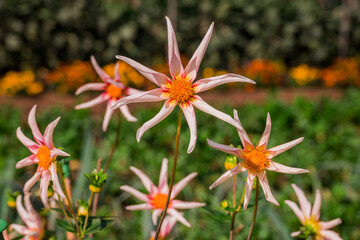 Obraz premium Photo of dahlia flowers in the garden