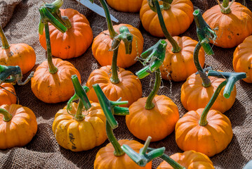 Photo of autumn vegetables in the garden
