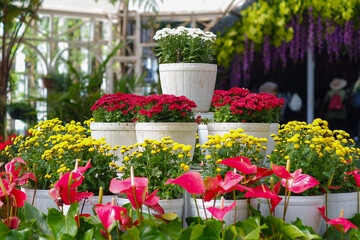 Flowers in pots that have various very beautiful colors