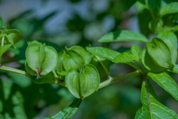 Photo of poisonos plan in garden