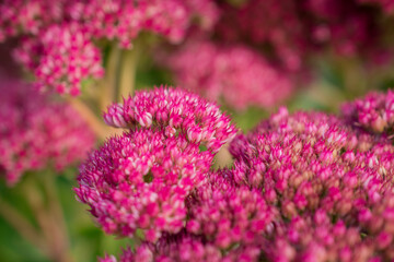 Photo of autumn flowers on natural background