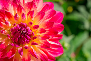 Photo of dahlia flowers in the garden