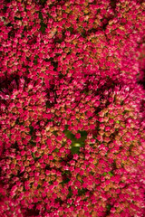 Photo of autumn flowers on natural background