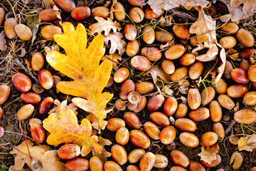 Autumn Landscape Featuring Fallen Acorns and Yellow Leaves on the Forest Floor