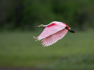 Roseate Spoonbill in flight on green background