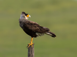 Crested Caracara closeup portrait on fence post against green background