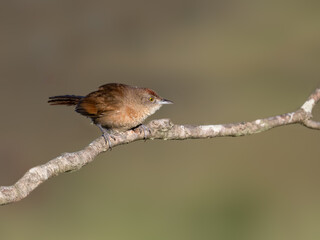 Freckle-breasted Thornbird on blur background