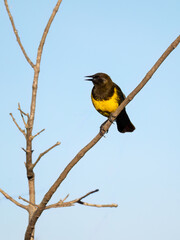 Brown-and-yellow Marshbird on tree branch against blue sky