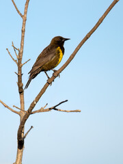 Brown-and-yellow Marshbird on tree branch against blue sky